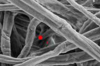 2 and 5 micron particle size in a cellulose paper filter media